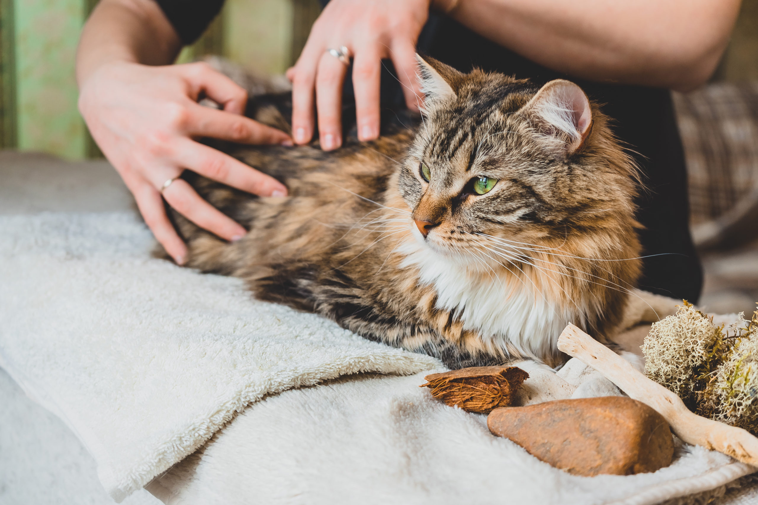 Massage the Siberian cat's body with your fingertips.